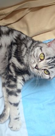 Black Silver Tabby Classic mit Stammbaum in Berlin
