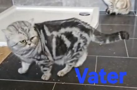 Black Silver Tabby Classic mit Stammbaum in Berlin