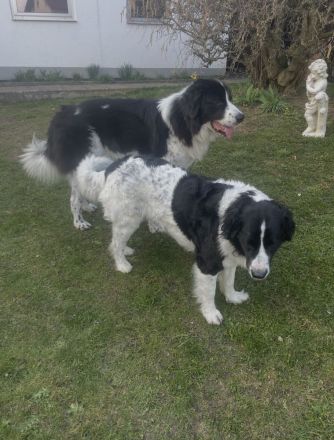 Landseer-Bukovina-Welpen