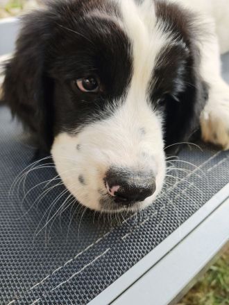 Landseer-Mix