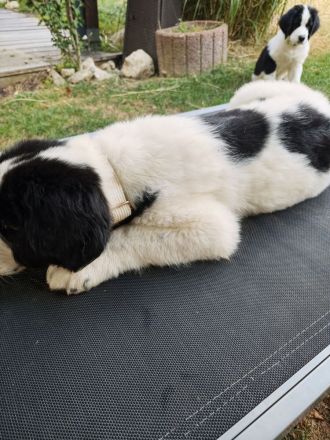 Landseer-Mix
