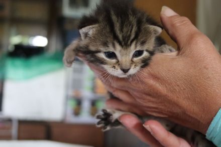 Wunderhübsche Kitten