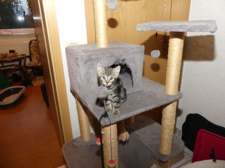 Wunderhübsche Kitten