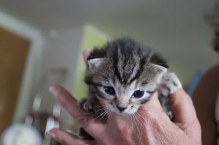 Wunderhübsche Kitten