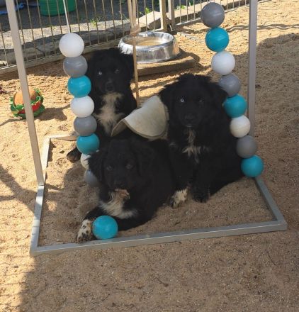 3 Australian Shepherd Rüden in black bi ab sofort abzugeben mit ASDR