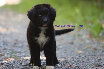 3 Australian Shepherd Rüden in black bi ab sofort abzugeben mit ASDR