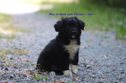 3 Australian Shepherd Rüden in black bi ab sofort abzugeben mit ASDR