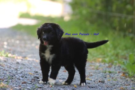 3 Australian Shepherd Rüden in black bi ab sofort abzugeben mit ASDR
