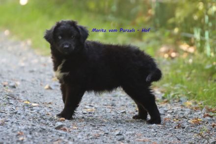 3 Australian Shepherd Rüden in black bi ab sofort abzugeben mit ASDR