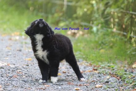 3 Australian Shepherd Rüden in black bi ab sofort abzugeben mit ASDR