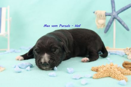 3 Miniature Australian Shepherd Rüden in black bi ab ende Juli abzugeben mit ASDR