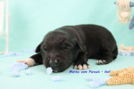 3 Miniature Australian Shepherd Rüden in black bi ab ende Juli abzugeben mit ASDR