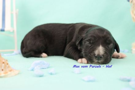 3 Miniature Australian Shepherd Rüden in black bi ab ende Juli abzugeben mit ASDR