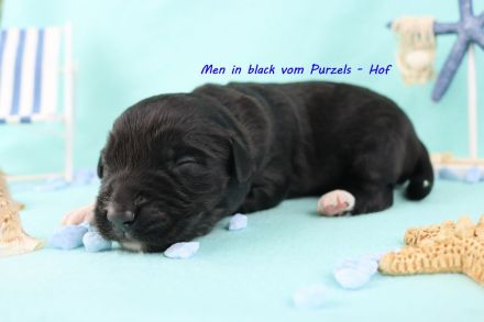3 Miniature Australian Shepherd Rüden in black bi ab ende Juli abzugeben mit ASDR