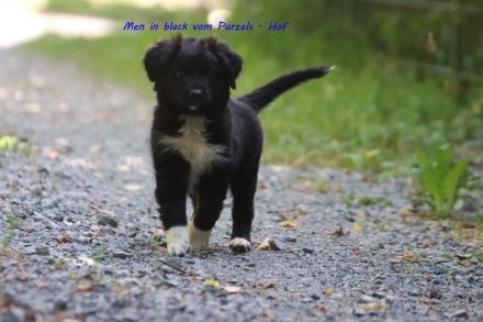 3 Australian Shepherd Rüden in black bi ab sofort abzugeben mit ASDR