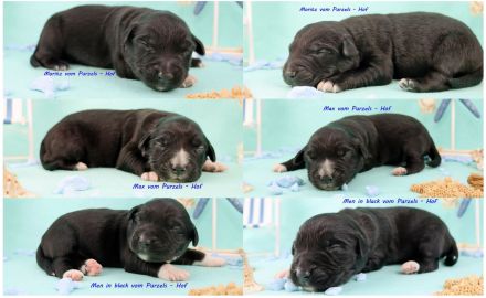 3 Miniature Australian Shepherd Rüden in black bi ab ende Juli abzugeben mit ASDR
