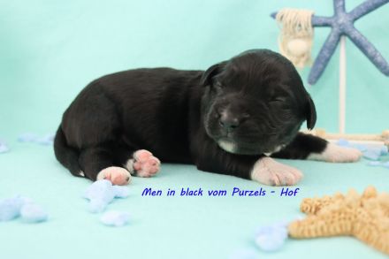 3 Miniature Australian Shepherd Rüden in black bi ab ende Juli abzugeben mit ASDR
