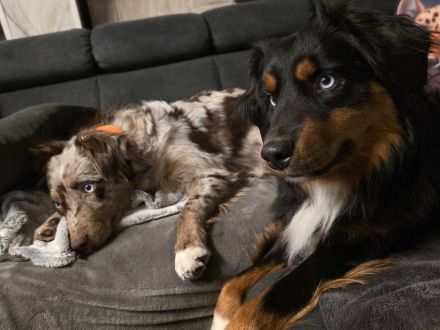 3 Miniature Australian Shepherd Rüden in black bi ab ende Juli abzugeben mit ASDR