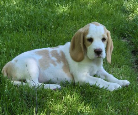 Reinrassiger Beaglewelpe in liebevolle Hände abzugeben