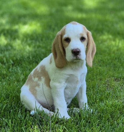 Reinrassiger Beaglewelpe in liebevolle Hände abzugeben