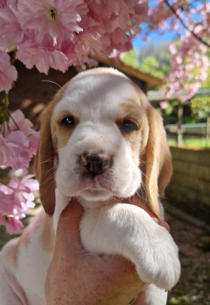 Reinrassiger Beaglewelpe in liebevolle Hände abzugeben
