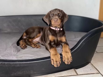 Dobermann Welpen suchen neues Zuhause