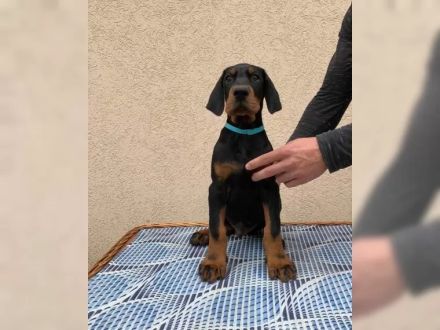 Dobermann Welpen suchen neues Zuhause