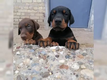 Dobermann Welpen suchen neues Zuhause