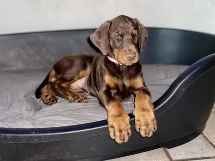 Dobermann Welpen suchen neues Zuhause