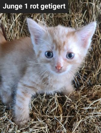 Junge Katzen/ Kitten abzugeben