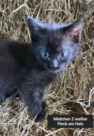 Junge Katzen/ Kitten abzugeben