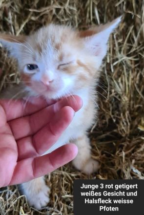 Junge Katzen/ Kitten abzugeben