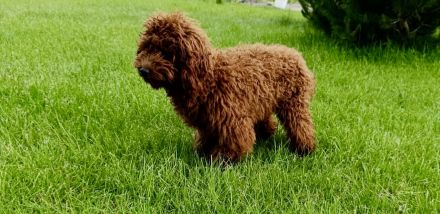 Reinrassiger Toy-Pudel in Schwarz oder Red Brown sucht liebevolles Zuhause