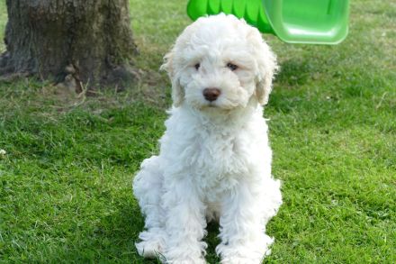 Süße Lagotto Romagnolo Welpen suchen ein liebevolles Zuhause.