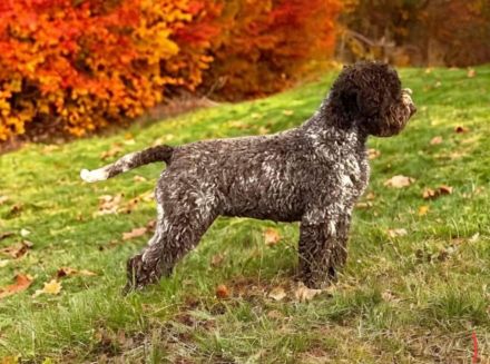Süße Lagotto Romagnolo Welpen suchen ein liebevolles Zuhause.