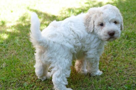 Süße Lagotto Romagnolo Welpen suchen ein liebevolles Zuhause.