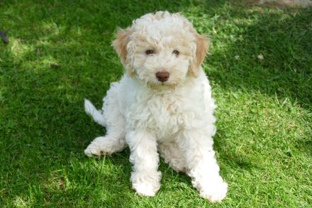 Süße Lagotto Romagnolo Welpen suchen ein liebevolles Zuhause.