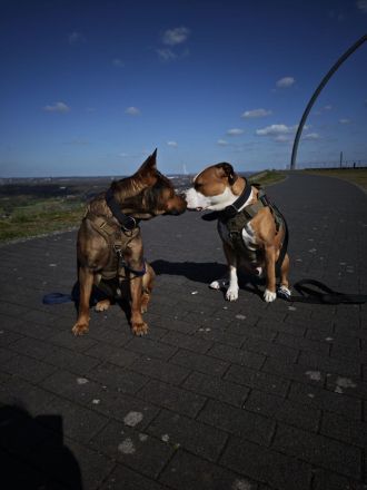 Henry ein sportlicher Malinois Mix