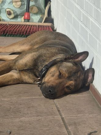 Henry ein sportlicher Malinois Mix