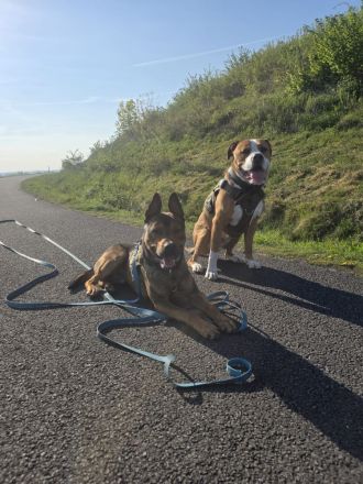 Henry ein sportlicher Malinois Mix