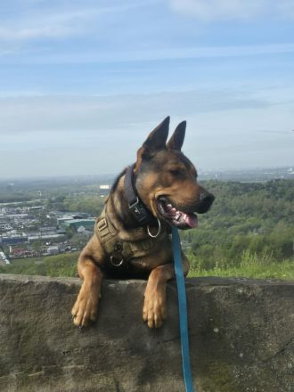 Henry ein sportlicher Malinois Mix