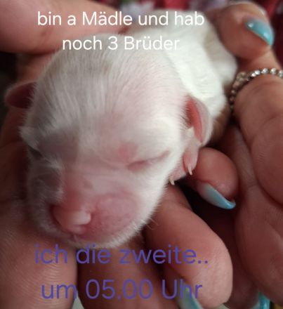 Malteser Shi-zu Mix Welpen