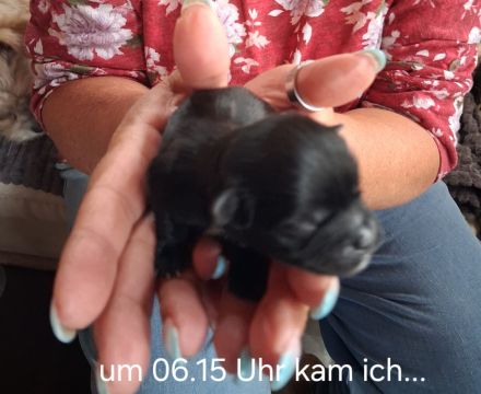 Malteser Shi-zu Mix Welpen
