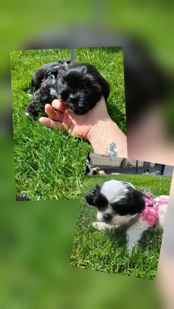 Pünktchen und Blacky suchen ein liebevolles Zuhause