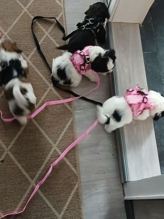 Pünktchen und Blacky suchen ein liebevolles Zuhause