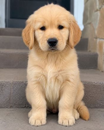 Golden Retriever 6 Baby