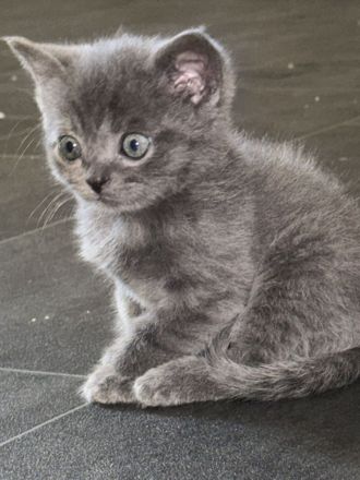 BKH KITTEN reinrassig