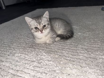 BKH KITTEN reinrassig