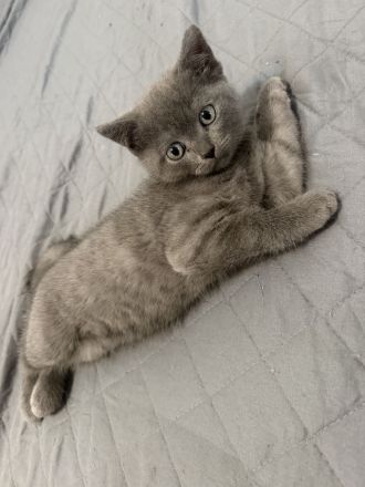 BKH KITTEN reinrassig