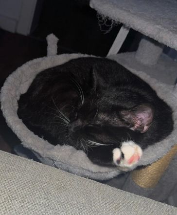 Schwarz weiße Hauskatze